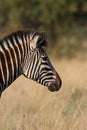 Zebra profile
