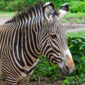 Zebra profile and head shot