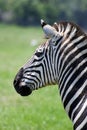 Zebra Profile