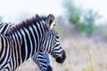 Zebra profile, cold toned.