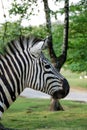 A zebra profile