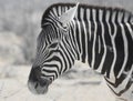 Zebra profile on savannah background.