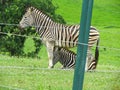 Zebra in Protection Reserve