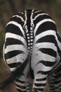 Zebra rear Royalty Free Stock Photo