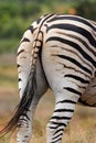 Zebra Rear Royalty Free Stock Photo