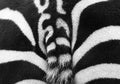 Zebra rear Royalty Free Stock Photo