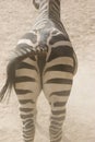 Zebra Rear/Read View Royalty Free Stock Photo