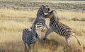 Zebra rearing up in fighting pose.