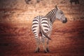 Zebra in the red sand of the Tsavo East National Park, Kenya Royalty Free Stock Photo