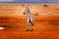 Zebra in the red sand of the Tsavo East National Park, Kenya Royalty Free Stock Photo