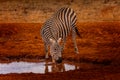 Zebra in the red sand of the Tsavo East National Park, Kenya Royalty Free Stock Photo