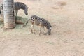 Zebra are relaxing at the green park Royalty Free Stock Photo