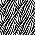 Zebra repeated seamless pattern