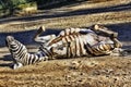 Zebra rolling around in the dirt Royalty Free Stock Photo