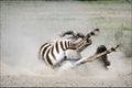 Zebra rolling in the dust. Royalty Free Stock Photo