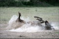 ZEBRA ROLLING IN THE DUST