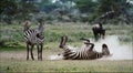 Zebra rolling in the dust.