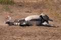 Zebra rolling on dusty ground Royalty Free Stock Photo