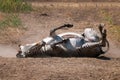Zebra rolling on dusty ground Royalty Free Stock Photo