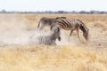 Zebra rolling on dusty white sand Royalty Free Stock Photo