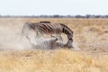 Zebra rolling on dusty white sand Royalty Free Stock Photo