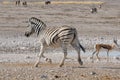 Zebra running, Etosha, Namibia