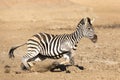 Zebra running fast, Kruger Park Royalty Free Stock Photo
