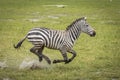 Zebra running at full speed in Amboseli in Kenya