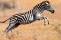 Zebra Running And Jumping