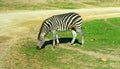 Zebra running and jumping Royalty Free Stock Photo