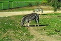 Zebra running and jumping Royalty Free Stock Photo