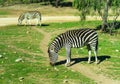 Zebra running and jumping Royalty Free Stock Photo