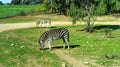 Zebra running and jumping Royalty Free Stock Photo