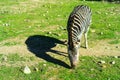 Zebra running and jumping Royalty Free Stock Photo