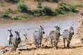 Zebra Running On Mara River Bank