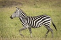 Adult zebra running on green grass in Masai Mara in Kenya