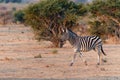 Zebra running in Mashatu Game Reserve Royalty Free Stock Photo