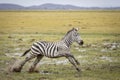 Zebra running in muddy plains of Amboseli National Park in Kenya Royalty Free Stock Photo