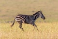 Zebra running in the savanna