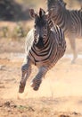 Zebra running scared from Lions