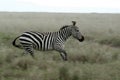 Zebra Running - Serengeti Safari, Tanzania, Africa Royalty Free Stock Photo