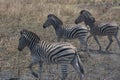 Zebra\'s blending in to the dry bush veld.