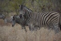 Zebra\'s blending in to the dry bush veld.