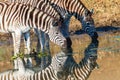 Zebras Three Drinking Mirror Colors Royalty Free Stock Photo