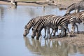 Zebra's drinking water