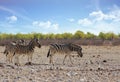 Zebra\'s on the dry dusty African savannah Royalty Free Stock Photo