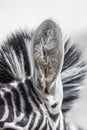 Zebra ear close up