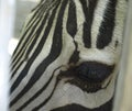 Zebra`s eye