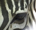 Zebra`s eye