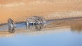 Zebra`s Four Drinking Waterhole Wildlife Royalty Free Stock Photo